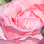 Roza - Grandiflora - floribunda vrtnice - Queen Elizabeth